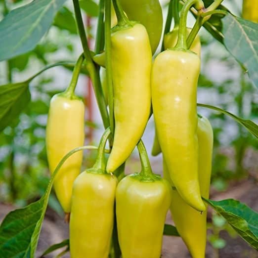 Capcicum 250 g